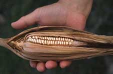 native corn