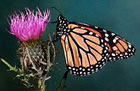 Monarch on thistle flower