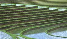 terraced rice paddies