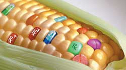 pharm corn