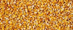feed corn
