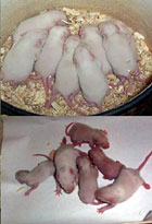 mice from GMO feeding experiment